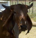 Indu-Brazilian | Cow | Cow Breeds
